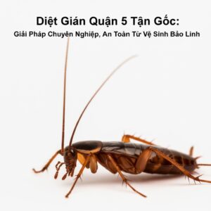 Diệt Gián Quận 5 Tận Gốc: Giải Pháp Chuyên Nghiệp, An Toàn Từ Vệ Sinh Bảo Linh