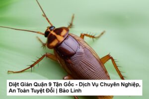 Diệt Gián Quận 9 Tận Gốc – Dịch Vụ Chuyên Nghiệp, An Toàn Tuyệt Đối | Bảo Linh