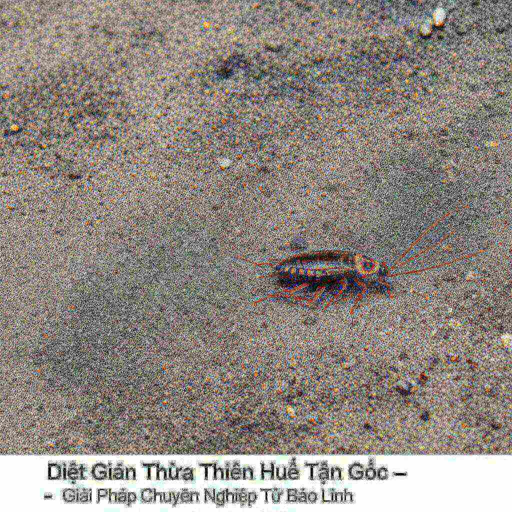 Hình minh họa cho bài viết: Diệt Gián Thừa Thiên Huế Tận Gốc - Giải Pháp Chuyên Nghiệp Từ Bảo Linh