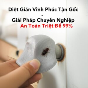 Diệt Gián Vĩnh Phúc Tận Gốc – Giải Pháp Chuyên Nghiệp, An Toàn Triệt Để 99%
