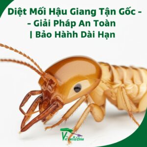Diệt Mối Hậu Giang Tận Gốc – Giải Pháp An Toàn, Bảo Hành Dài Hạn | Vệ Sinh Bảo Linh