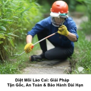 Diệt Mối Lào Cai: Giải Pháp Tận Gốc, An Toàn & Bảo Hành Dài Hạn