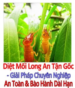 Diệt Mối Long An Tận Gốc – Giải Pháp Chuyên Nghiệp, An Toàn & Bảo Hành Dài Hạn