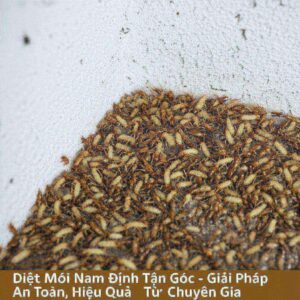 Diệt Mối Nam Định Tận Gốc – Giải Pháp An Toàn, Hiệu Quả Từ Chuyên Gia