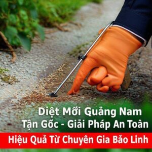 Diệt Mối Quảng Nam Tận Gốc – Giải Pháp An Toàn, Hiệu Quả Từ Chuyên Gia Bảo Linh