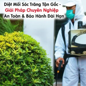 Diệt Mối Sóc Trăng Tận Gốc – Giải Pháp Chuyên Nghiệp, An Toàn & Bảo Hành Dài Hạn