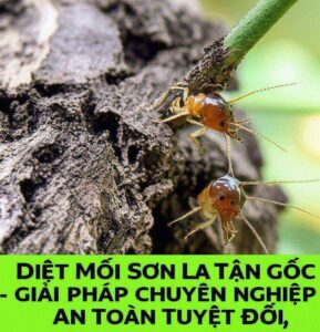 Diệt Mối Sơn La Tận Gốc – Giải Pháp Chuyên Nghiệp, An Toàn Tuyệt Đối