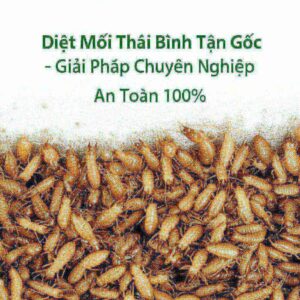 Diệt Mối Thái Bình Tận Gốc – Giải Pháp Chuyên Nghiệp, An Toàn 100%