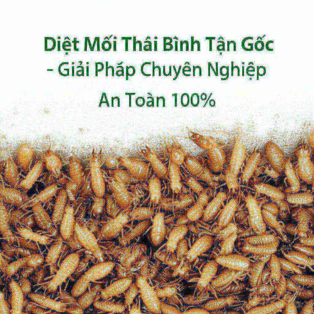Hình minh họa cho bài viết: Diệt Mối Thái Bình Tận Gốc - Giải Pháp Chuyên Nghiệp, An Toàn 100%