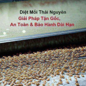 Diệt Mối Thái Nguyên: Giải Pháp Tận Gốc, An Toàn & Bảo Hành Dài Hạn