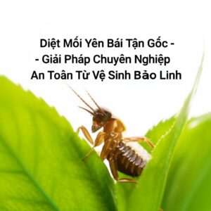Diệt Mối Yên Bái Tận Gốc – Giải Pháp Chuyên Nghiệp, An Toàn Từ Vệ Sinh Bảo Linh