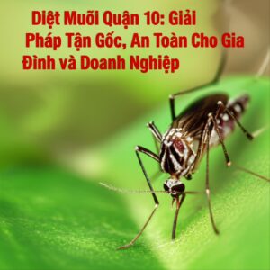Diệt Muỗi Quận 10: Giải Pháp Tận Gốc, An Toàn Cho Gia Đình và Doanh Nghiệp