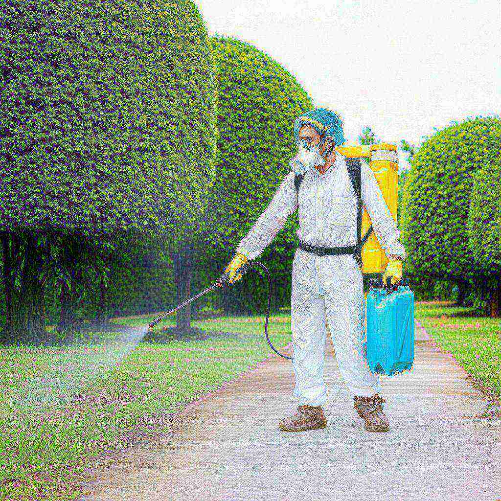 Hình minh họa cho bài viết: Phun Khử Trùng Hòa Bình: Giải Pháp An Toàn, Hiệu Quả Toàn Diện Tận Nơi